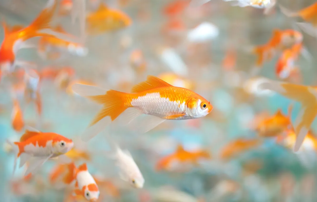 Photo wallpaper white, water, fish, orange, color