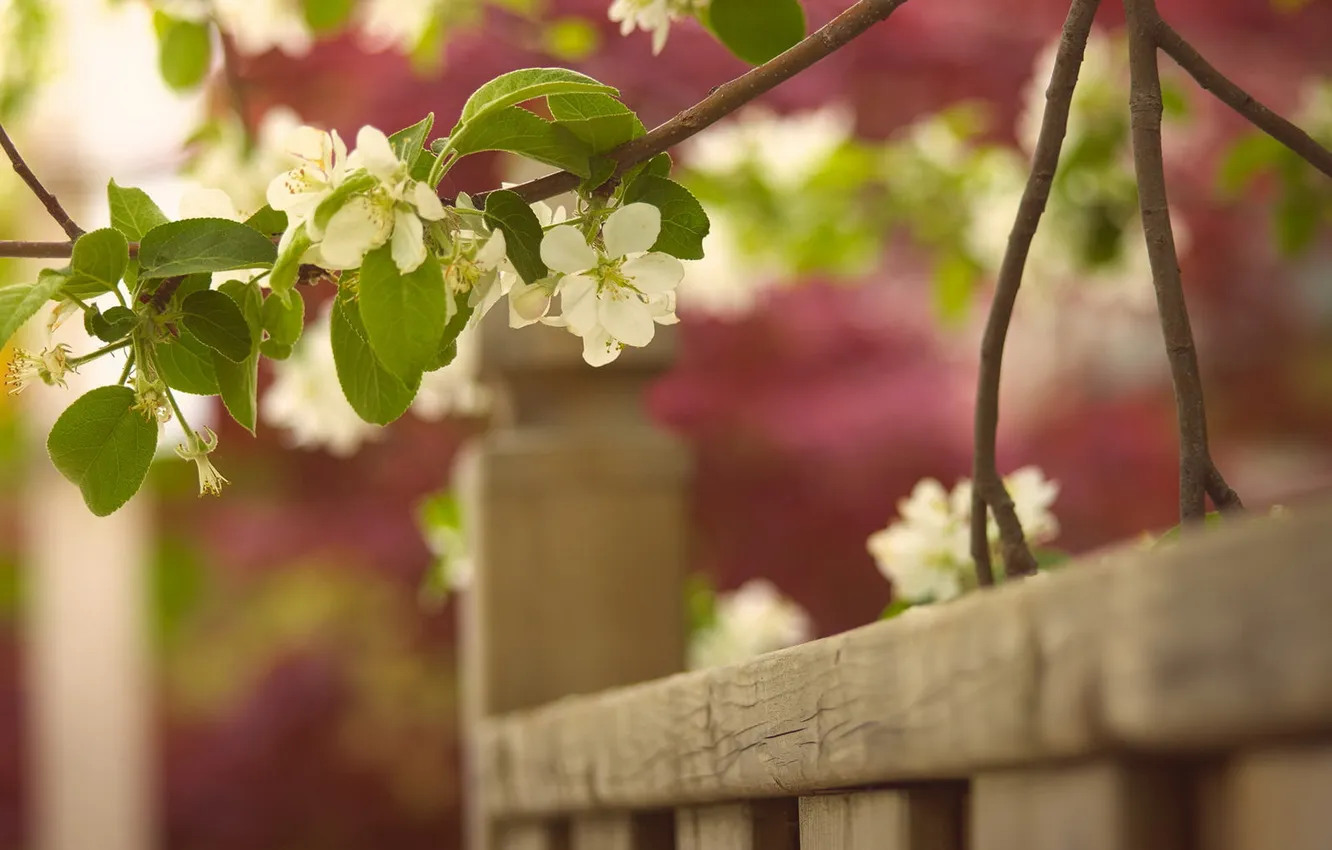 Photo wallpaper macro, branches, the fence