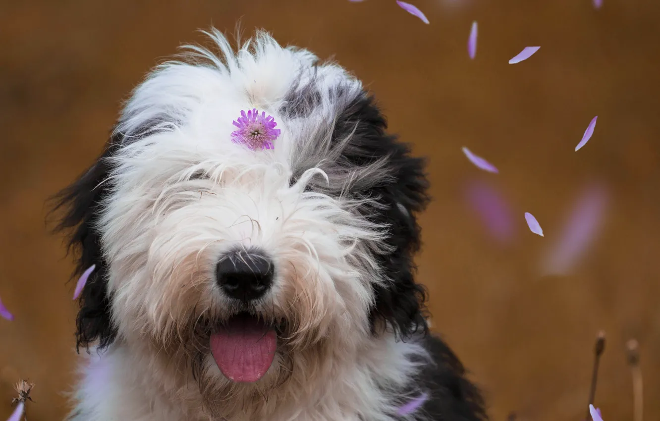 Photo wallpaper face, dog, petals, flower, Bobtail, The old English Sheepdog