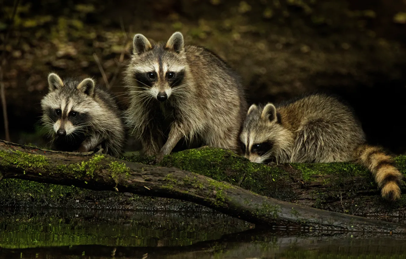Photo wallpaper nature, family, raccoons