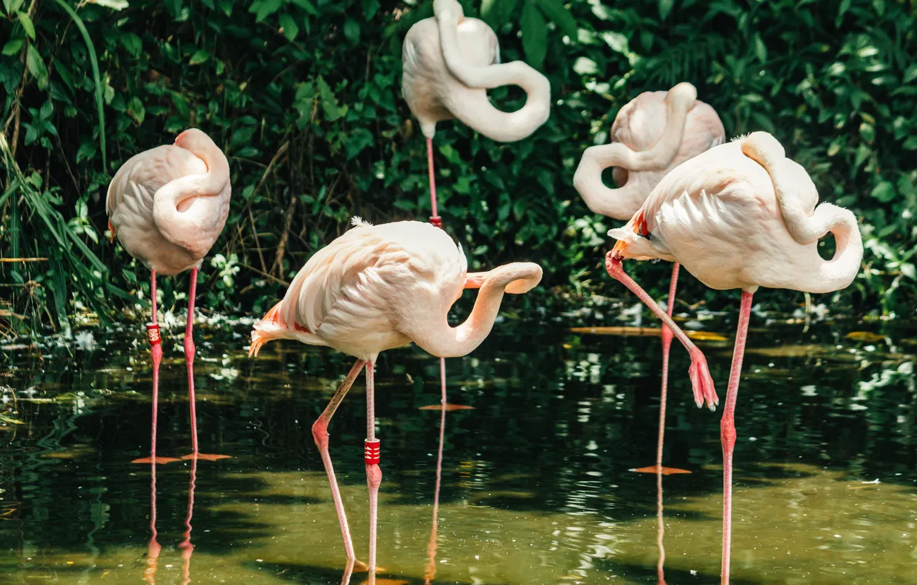 Photo wallpaper birds, feathers, pink, Flamingo