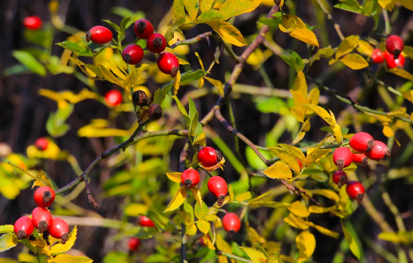 Photo wallpaper fruit, plant, twig