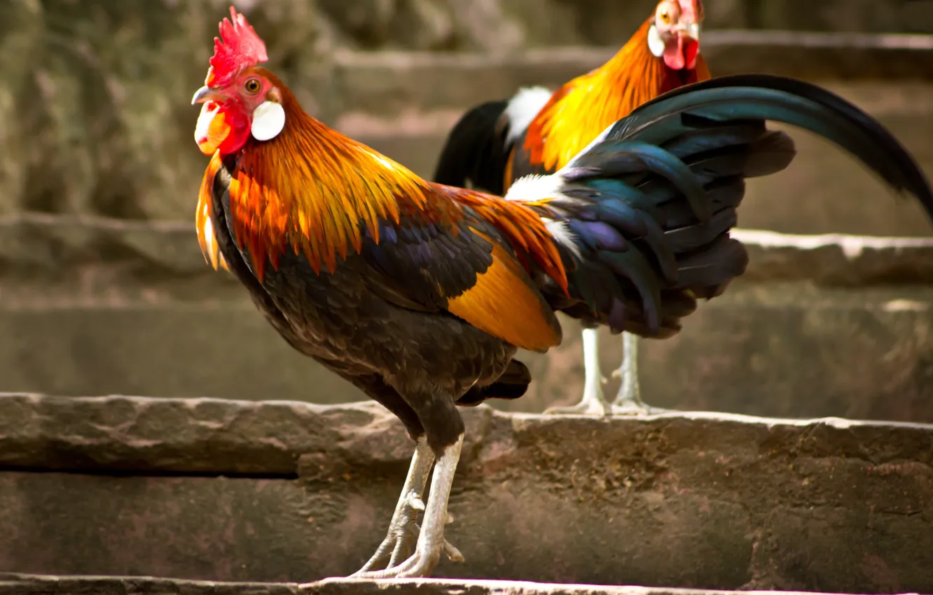 Photo wallpaper animal, de pelea, gallo