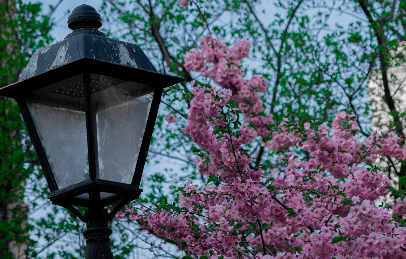 Photo wallpaper spring, Japan, Sakura, lights