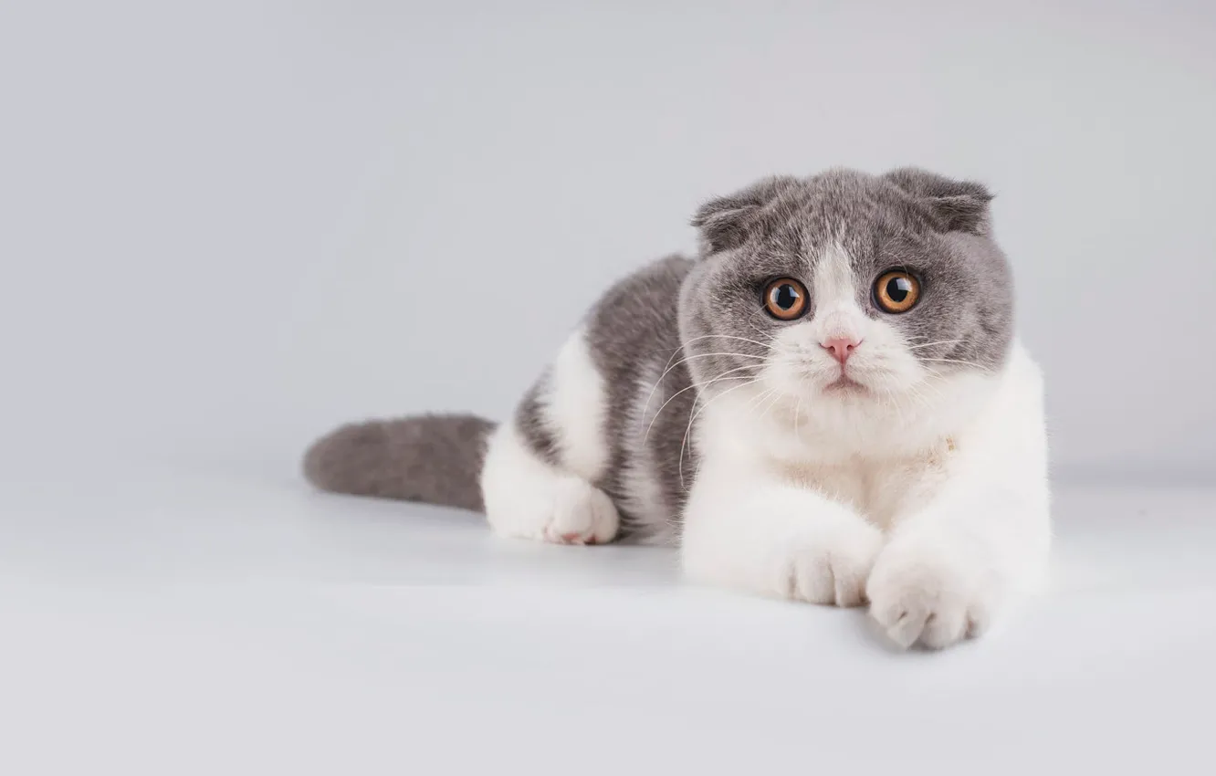 Photo wallpaper cat, cat, look, pose, paws, fold, muzzle, lies