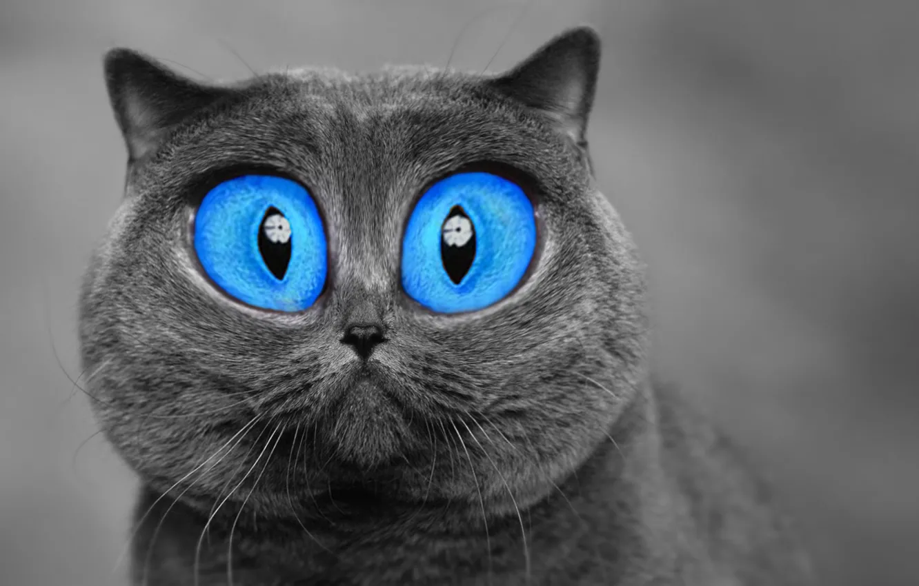 Photo wallpaper cat, eyes, grey, photoshop