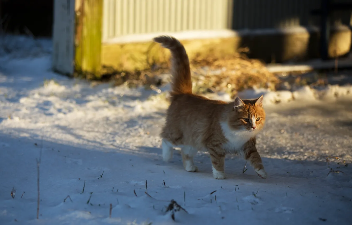 Photo wallpaper winter, cat, look, light, snow, pose, kitty, background