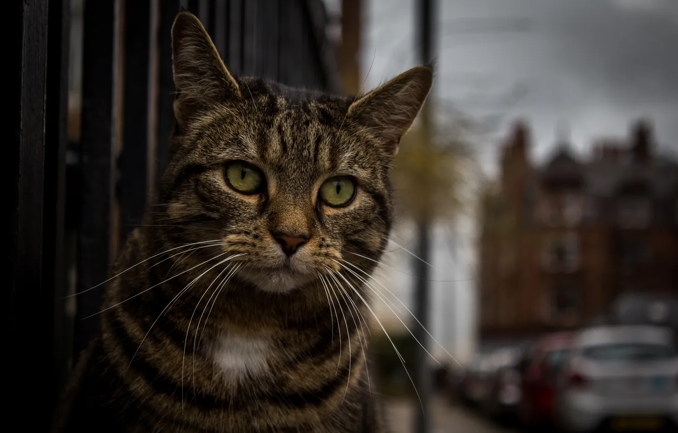 Photo wallpaper cat, look, face
