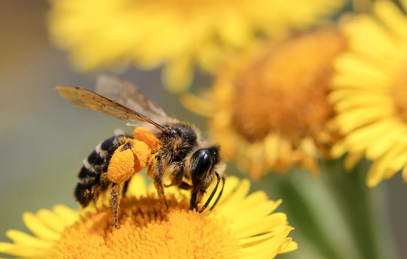Photo wallpaper flowers, petals, insect, bokeh