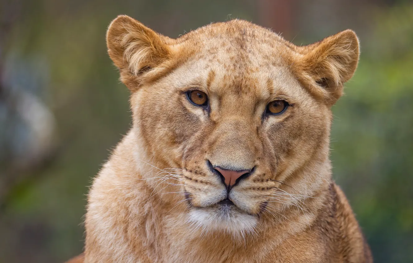 Photo wallpaper look, face, portrait, lioness