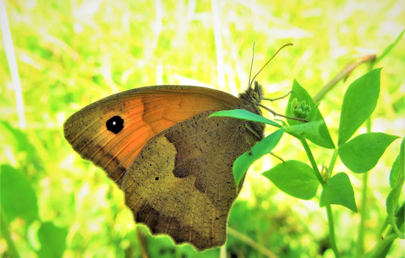 Photo wallpaper macro, nature, butterfly