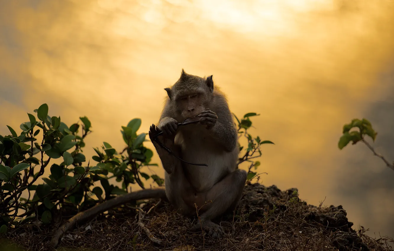 Photo wallpaper the sky, sunset, glasses, monkey, monkeys