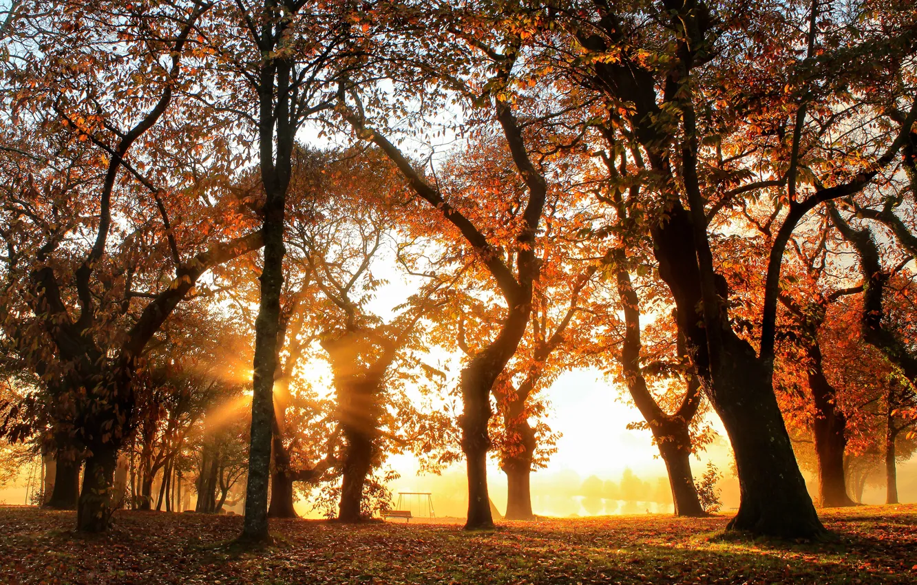 Photo wallpaper autumn, light, trees, Park, trunks, foliage
