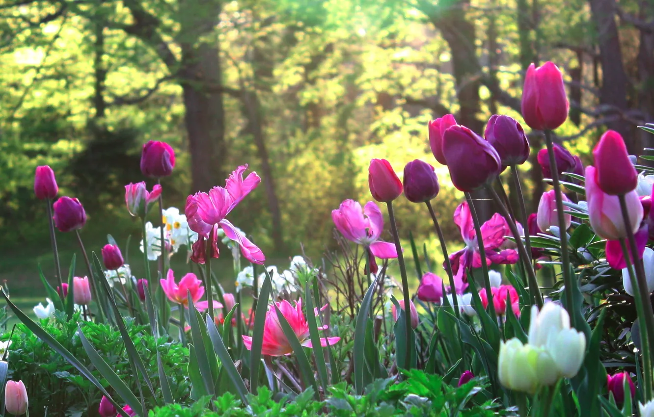 Photo wallpaper flowers, nature, glade, garden