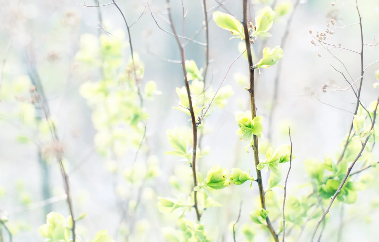 Photo wallpaper greens, light, branches, nature, spring, light background, kidney, bokeh