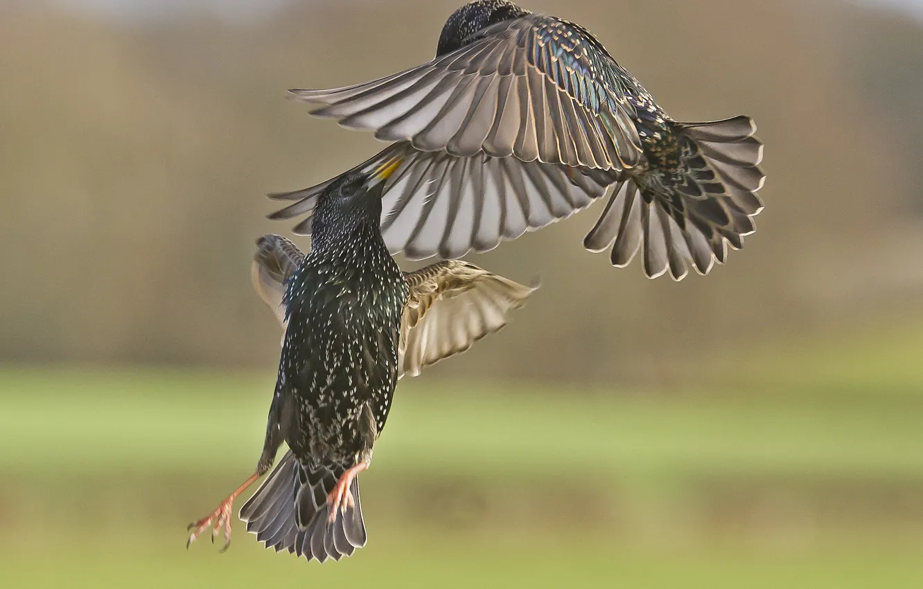 Photo wallpaper birds, the battle, in the air, starlings