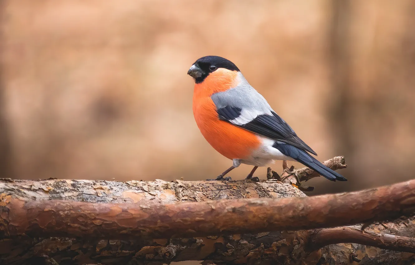 Photo wallpaper trees, bird, bullfinch