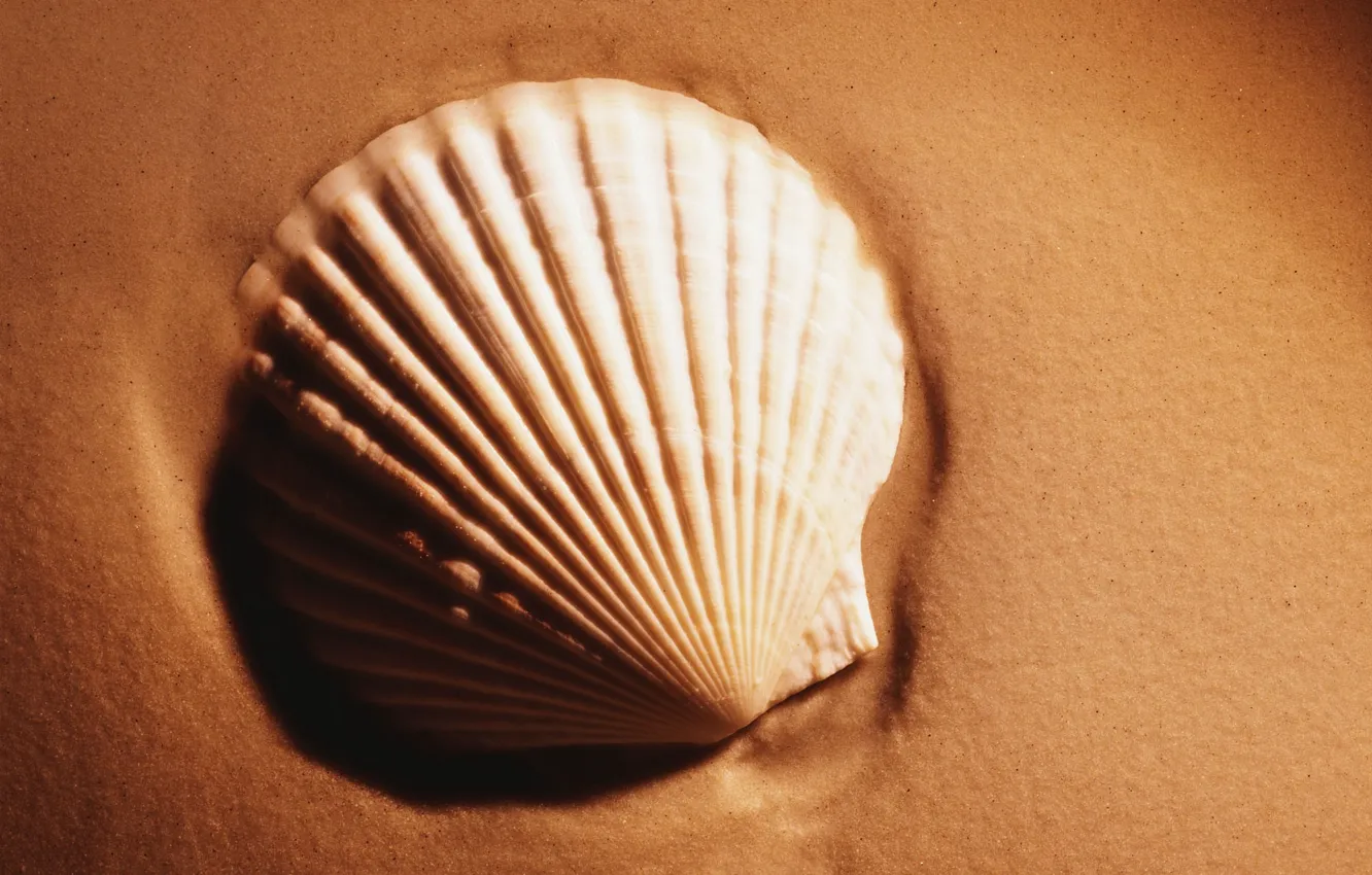 Photo wallpaper sand, Shell