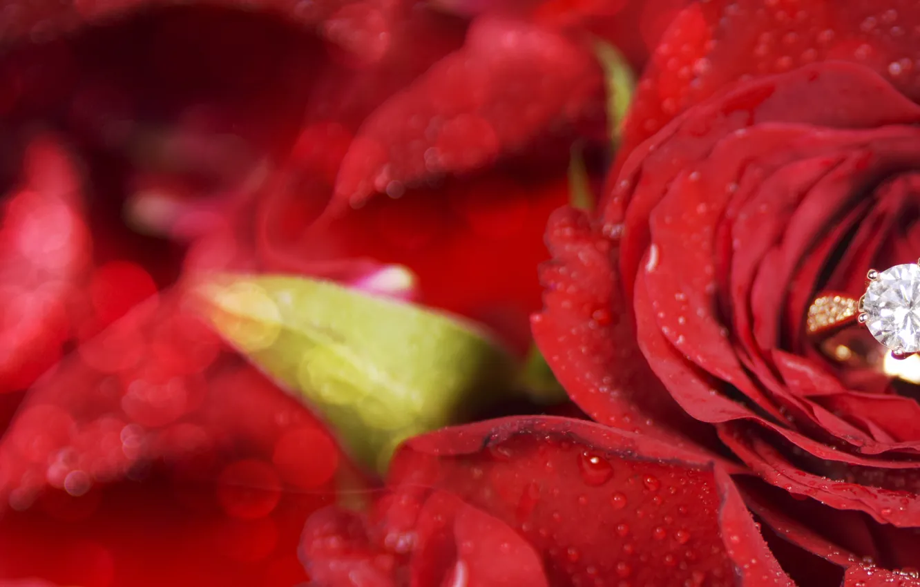 Photo wallpaper flower, rose, ring, red, Morganval