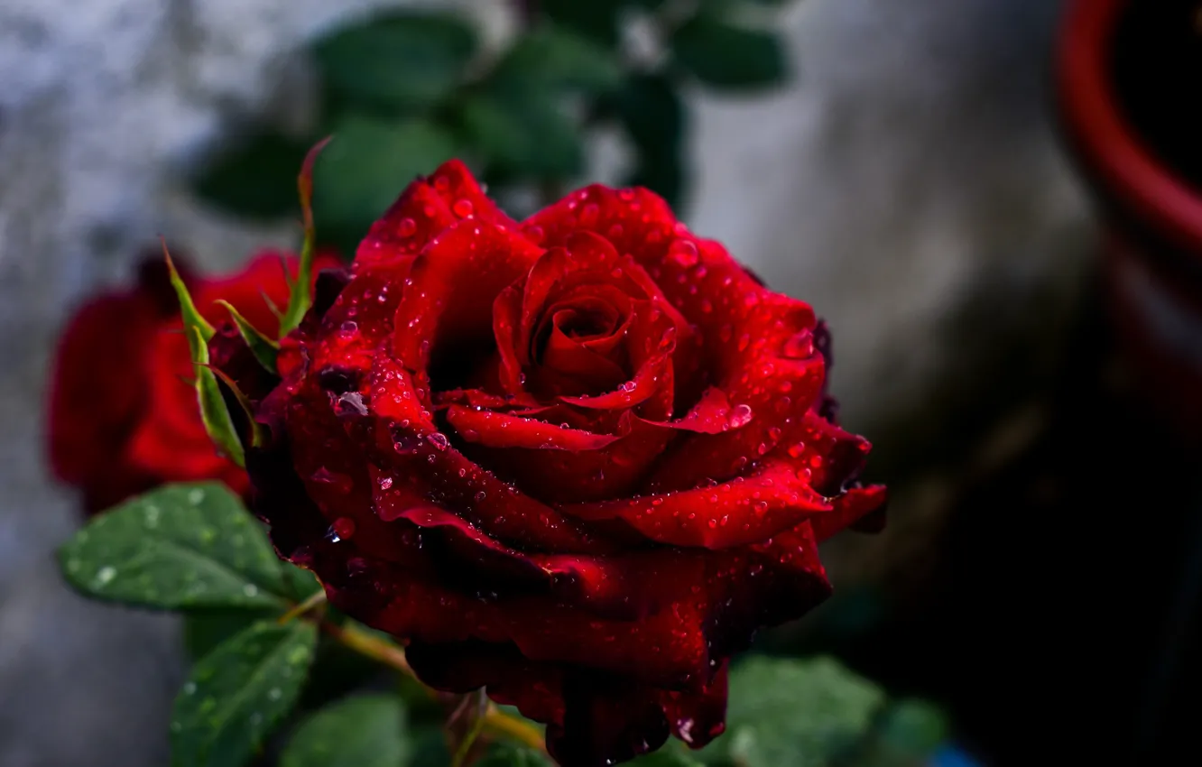 Photo wallpaper flower, drops, red, Rosa, Rose