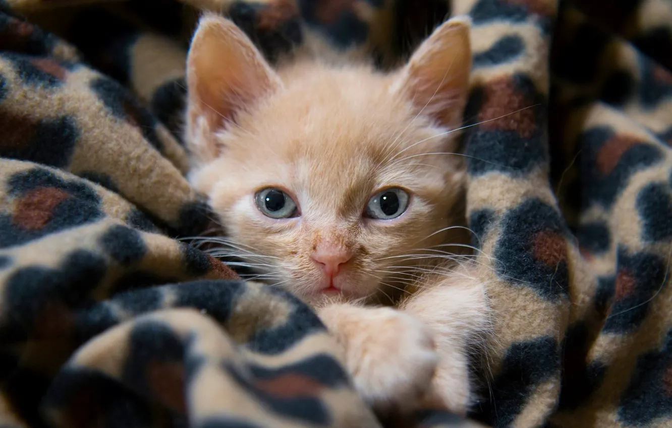 Photo wallpaper look, muzzle, plaid, kitty, ginger kitten