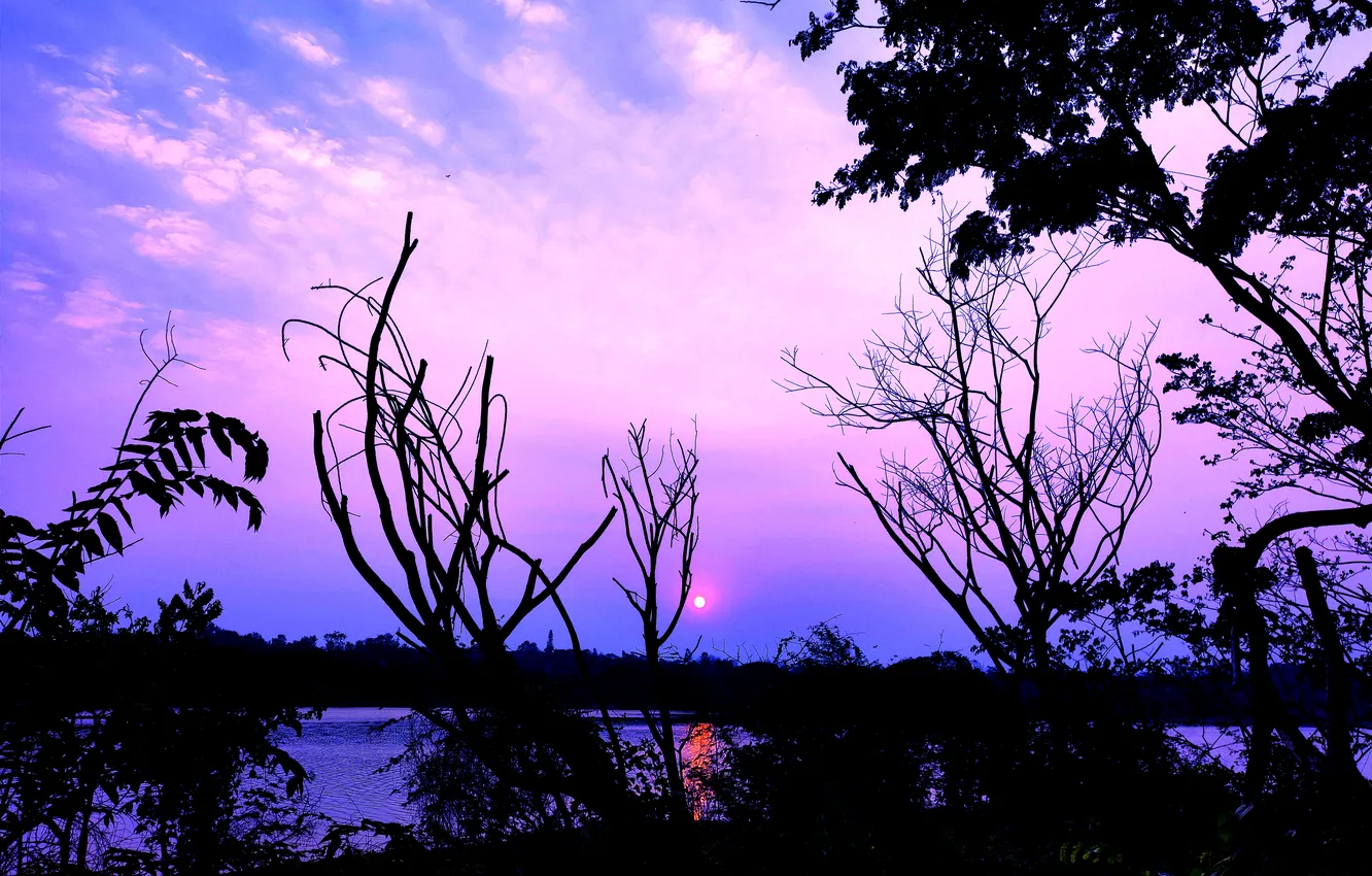 Photo wallpaper trees, water, lake, morning, sun, sunrise, dawn, woods