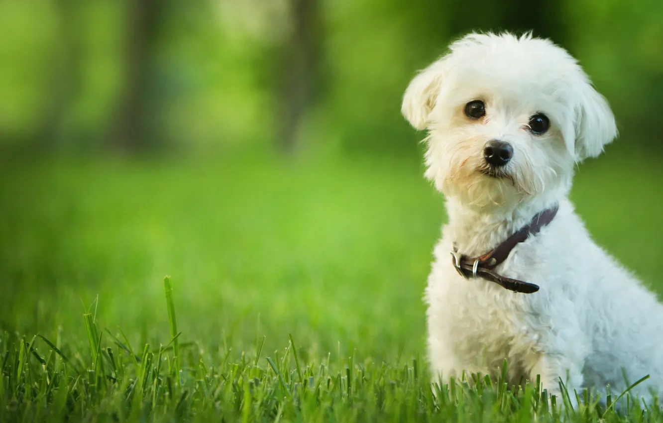 Photo wallpaper white, grass, puppy, lapdog