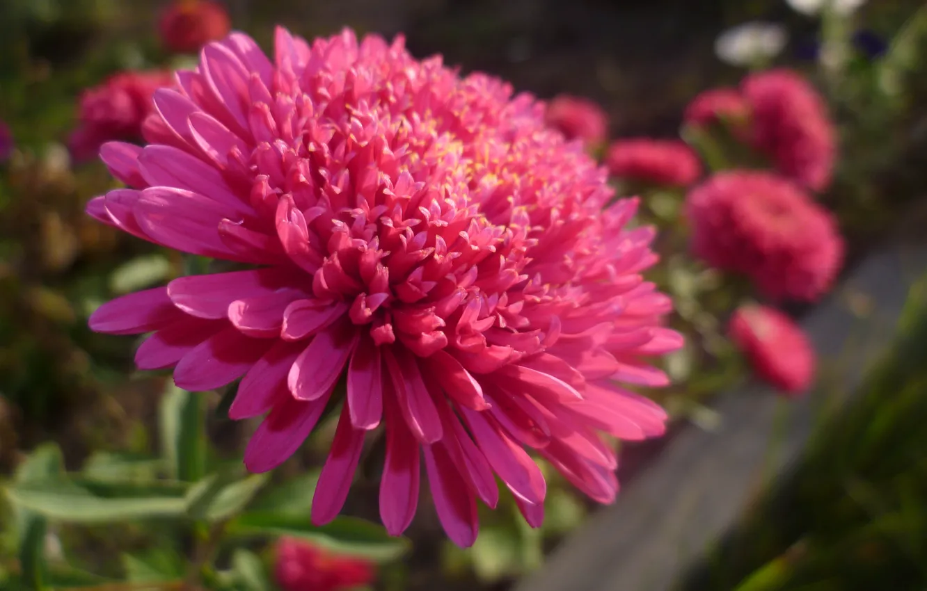 Photo wallpaper autumn, macro, flowers, garden, pink, Belarus, asters