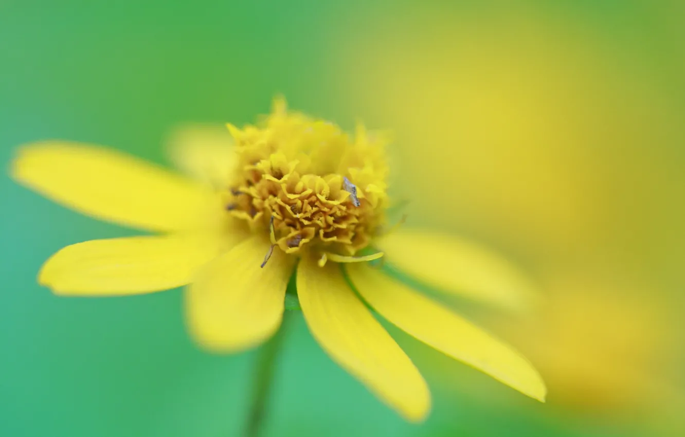 Photo wallpaper macro, yellow, petals, stamens, pistil