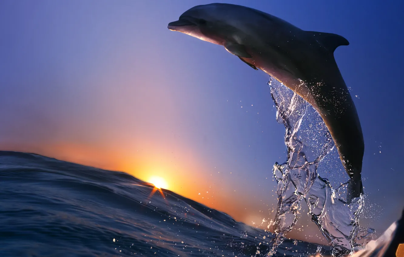 Photo wallpaper sea, squirt, Dolphin, the ocean, animal, jump