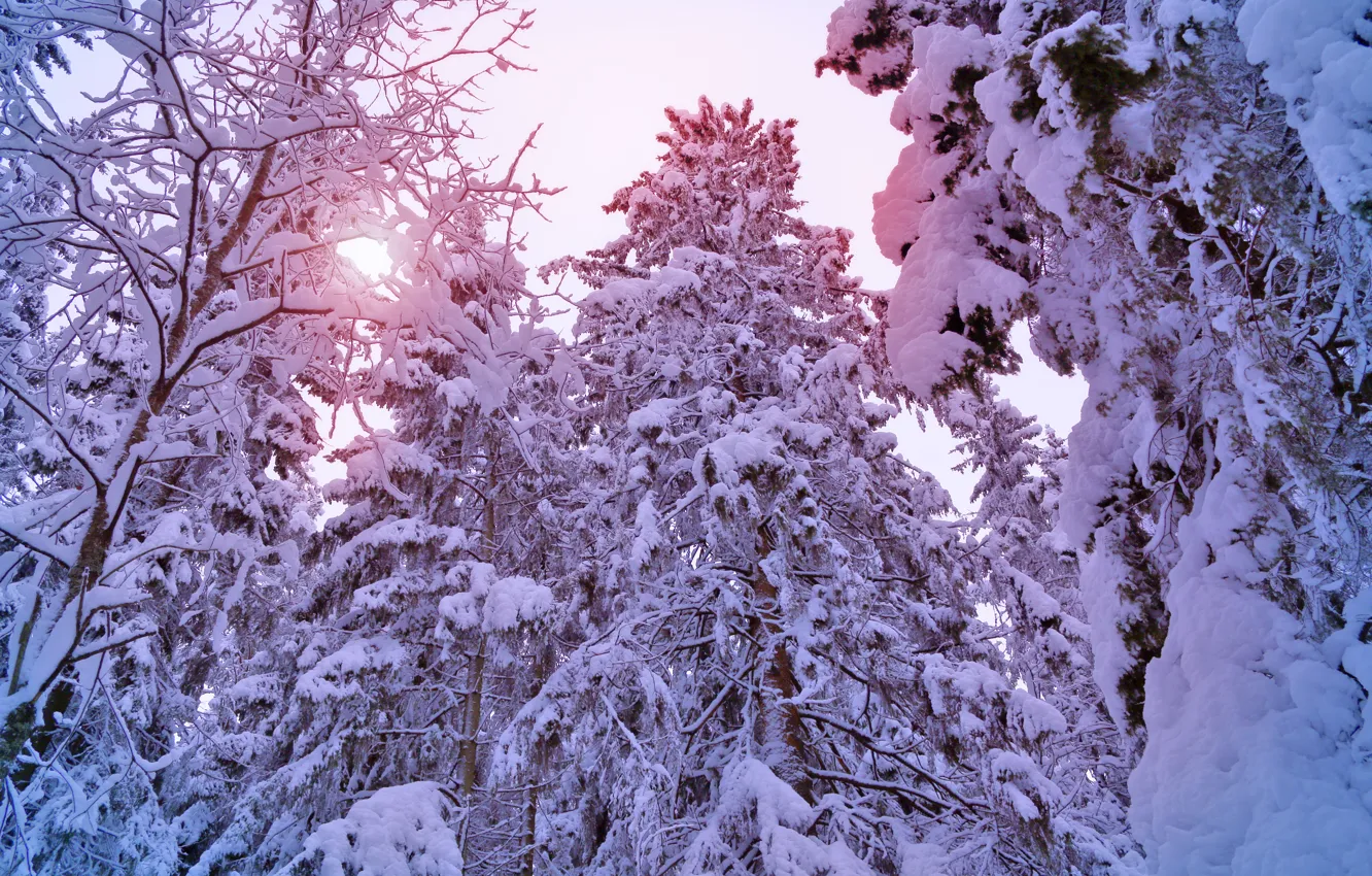 Photo wallpaper winter, forest, the sun, light, snow, trees, tree, ate