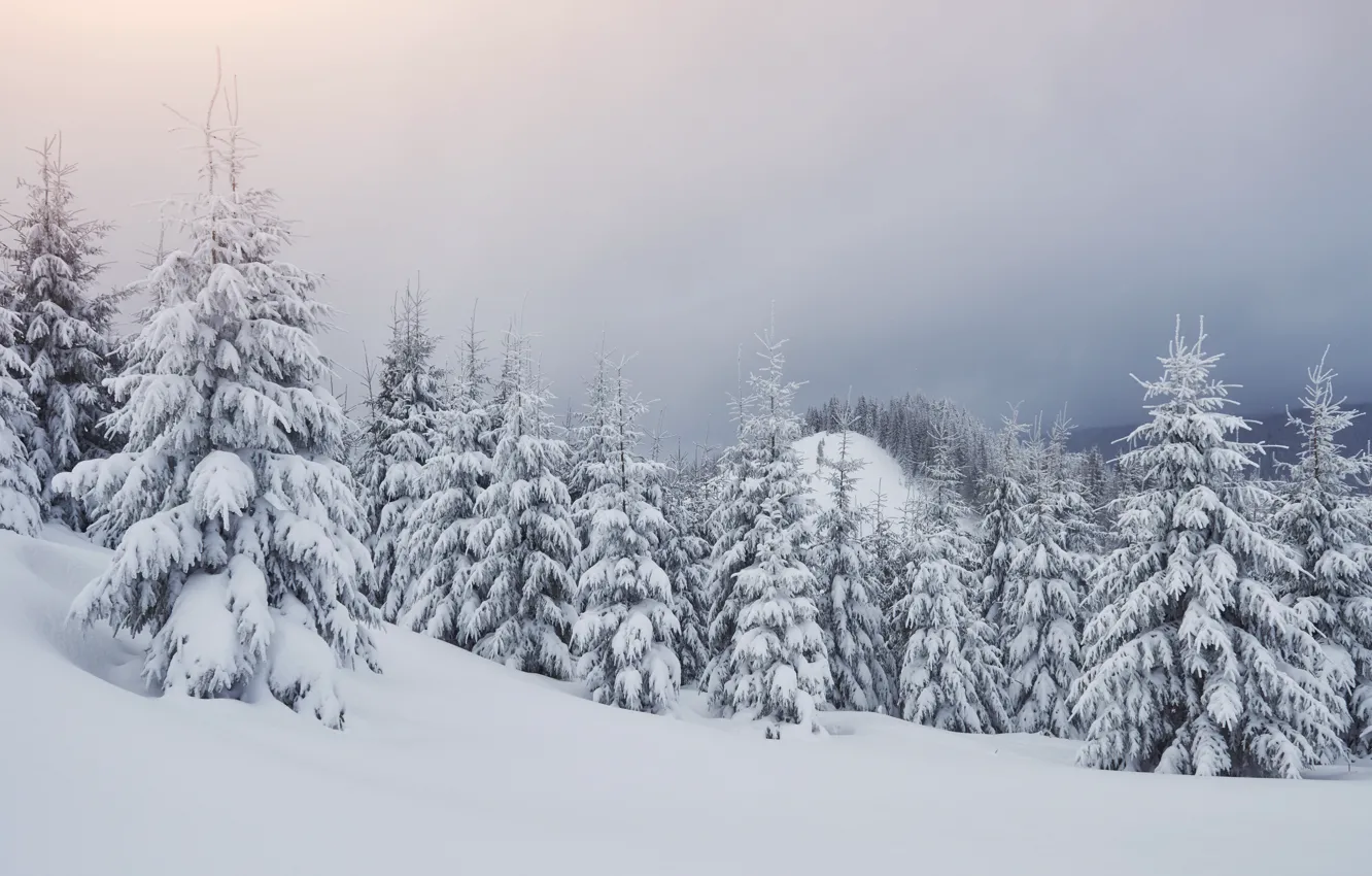 Photo wallpaper winter, snow, trees, landscape, tree, landscape, winter, snow