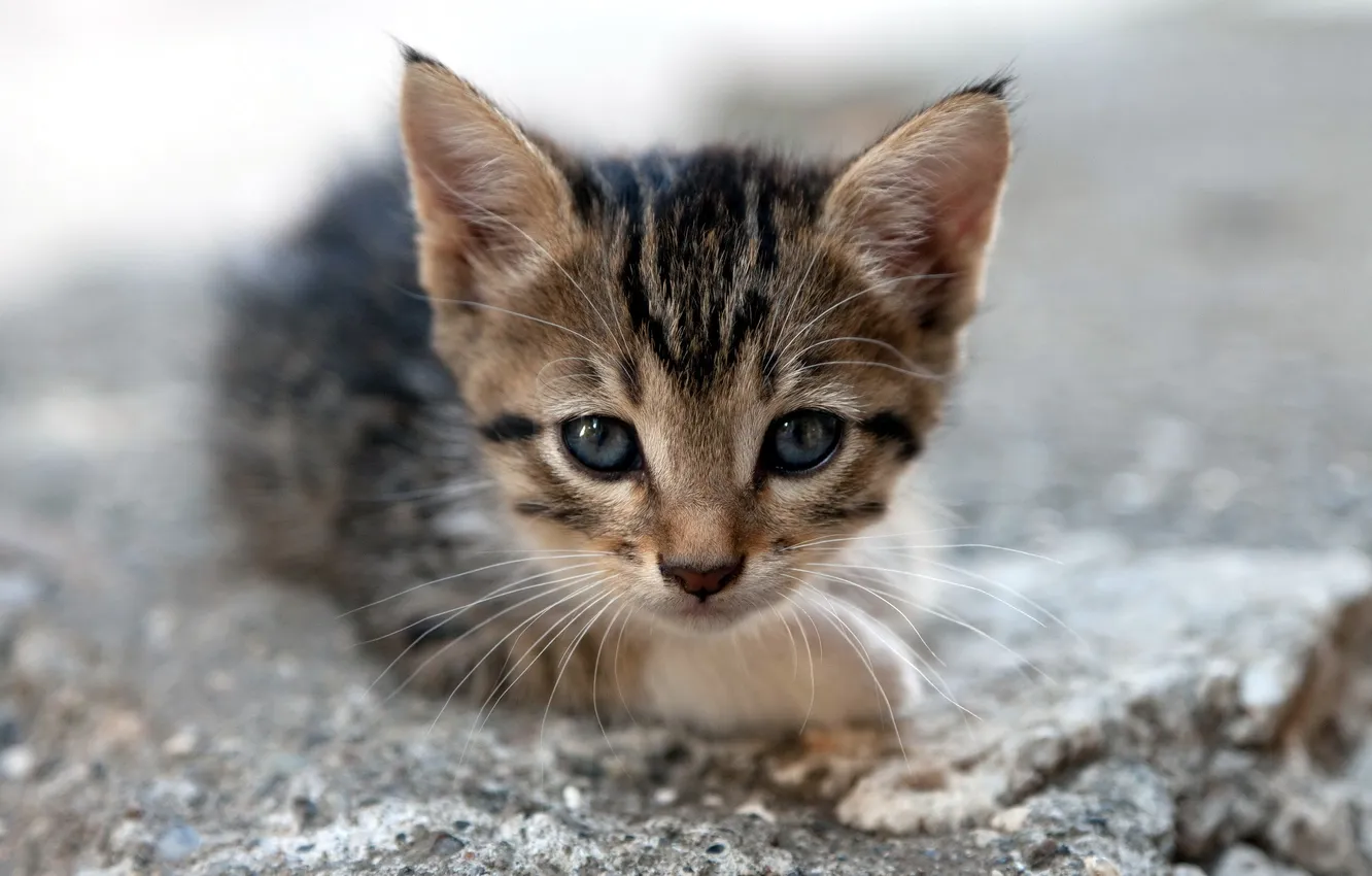 Photo wallpaper cat, eyes, look