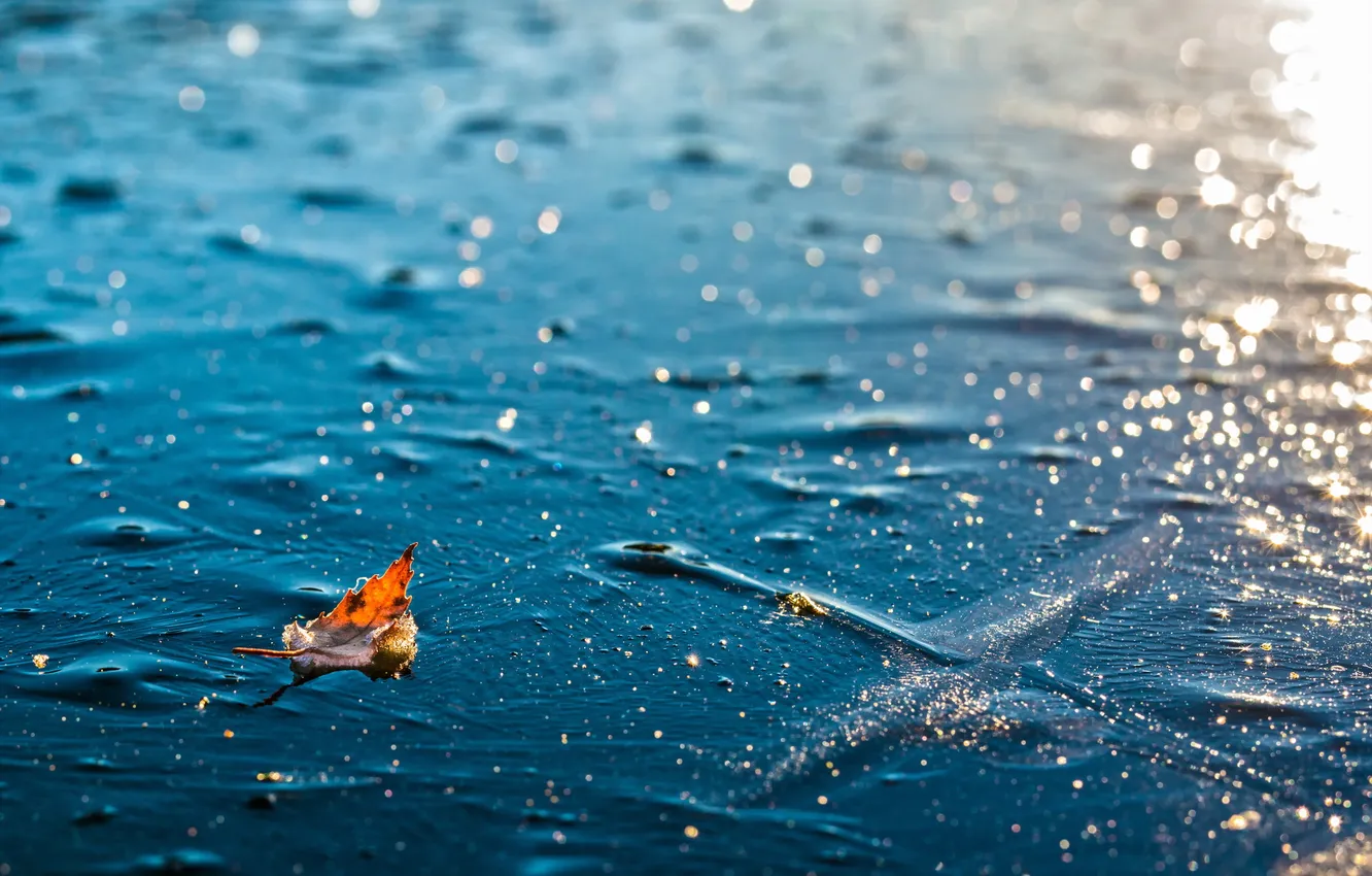 Photo wallpaper ice, winter, leaves
