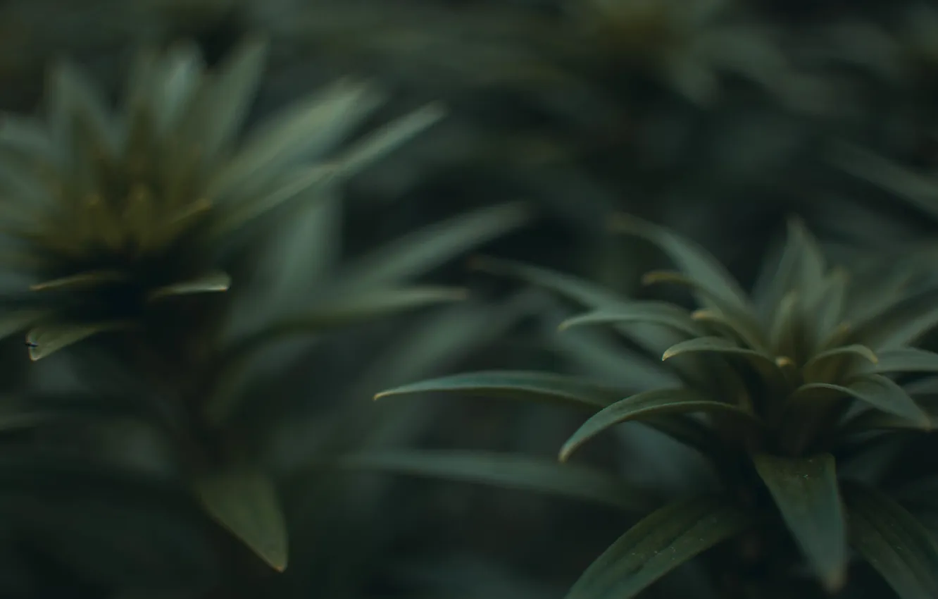 Photo wallpaper grass, macro, plant, beetle, insect, the bushes