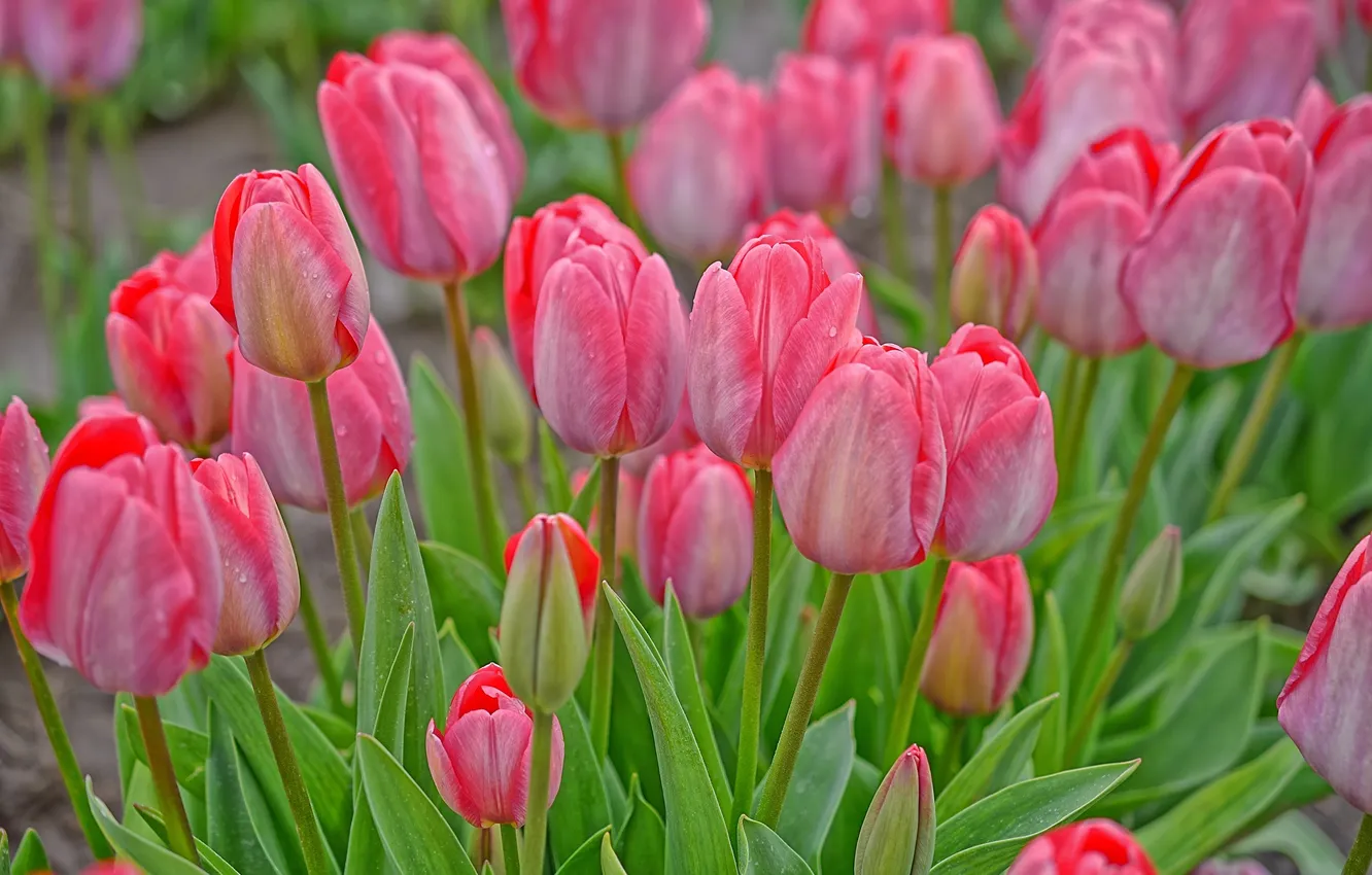 Photo wallpaper tulips, pink, buds