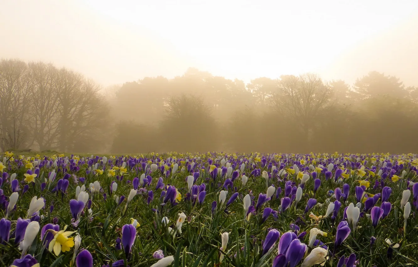 Photo wallpaper flowers, nature, fog, morning