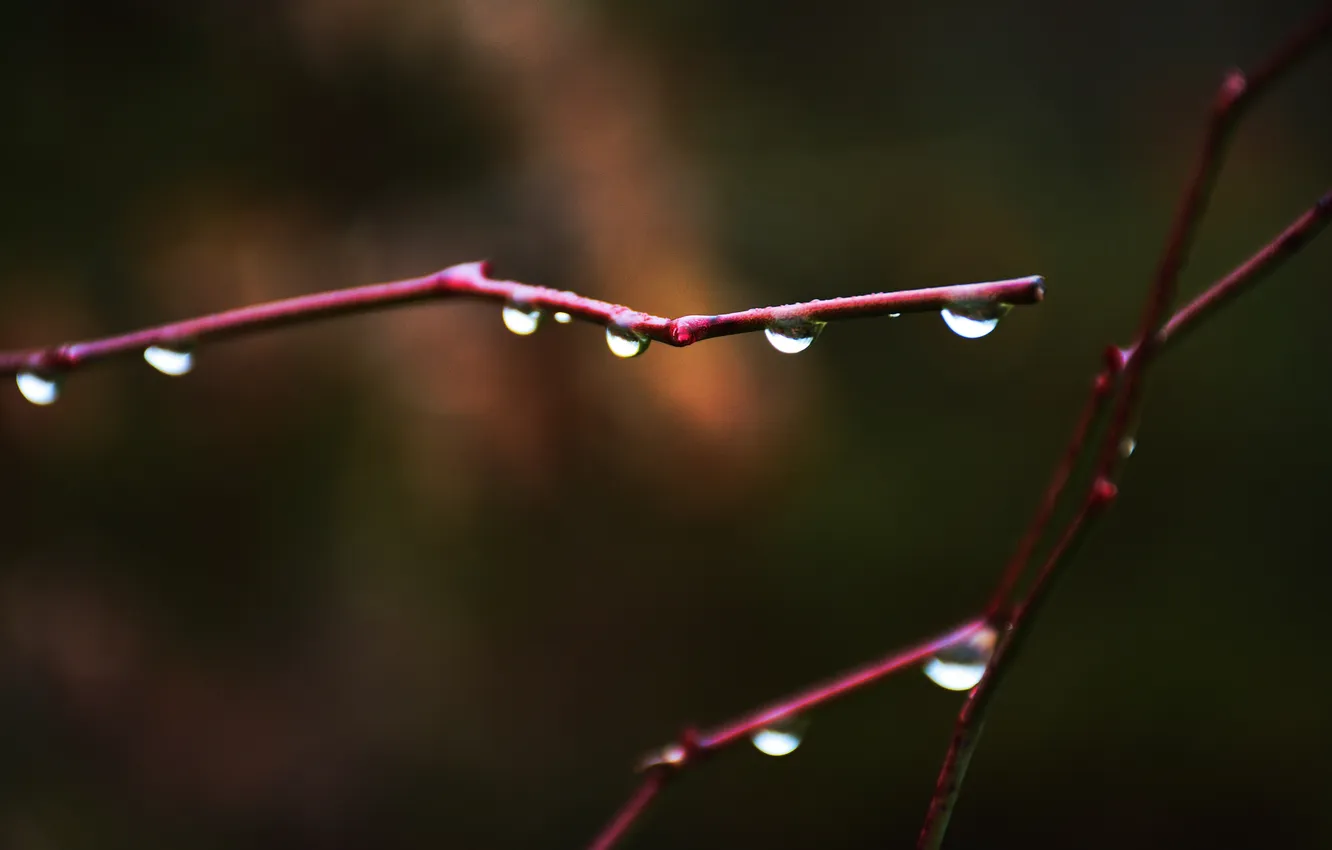 Photo wallpaper drops, branches, two
