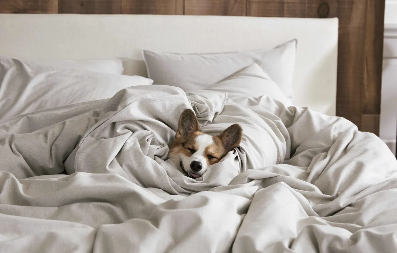 Photo wallpaper bed, dog, blanket, High-quality home essentials, Brooklinen Heathered Cashmere Duvet Cover, Cashmere duvet cover with …