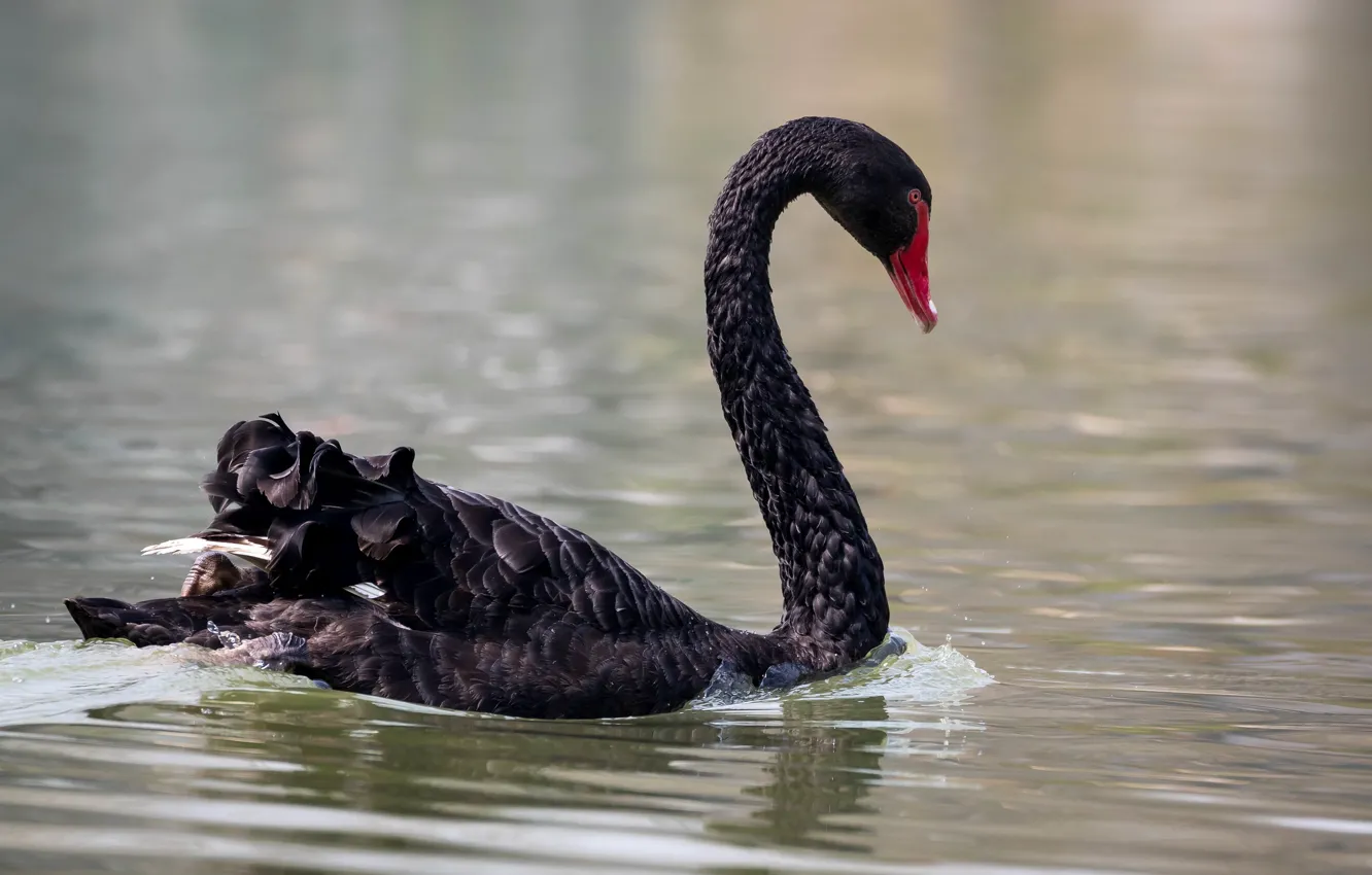 Photo wallpaper lake, bird, swans, floats, black Swan