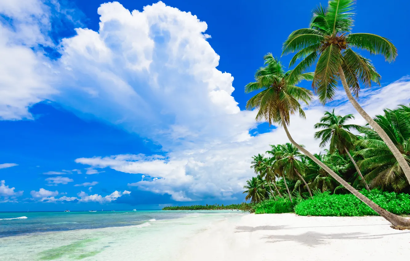 Photo wallpaper green, hot, Day, holiday, coconut, Dominican Republic, Exotic, idyllic