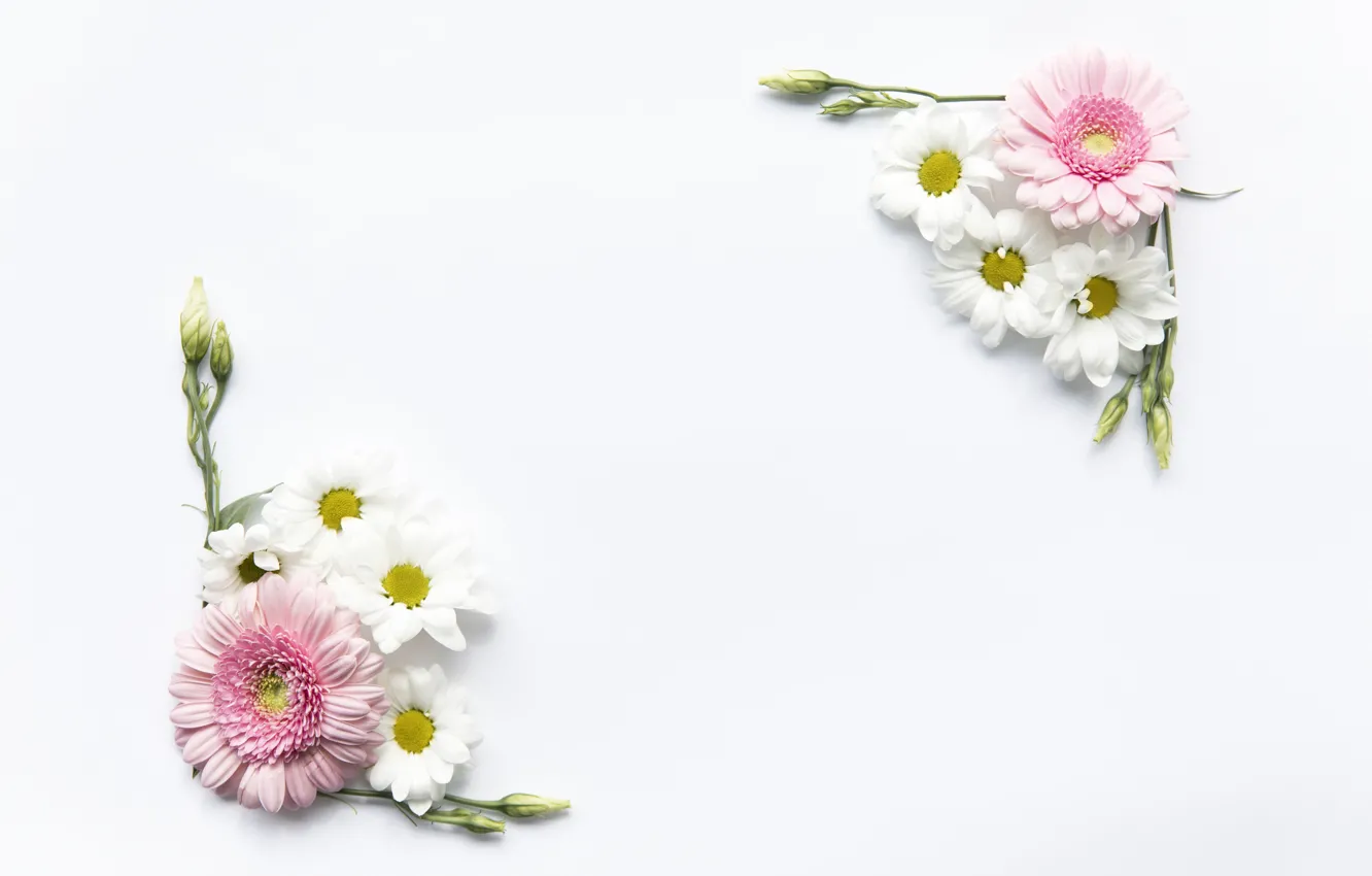 Photo wallpaper flowers, roses, chamomile, pink, gerbera, pink, flowers, roses