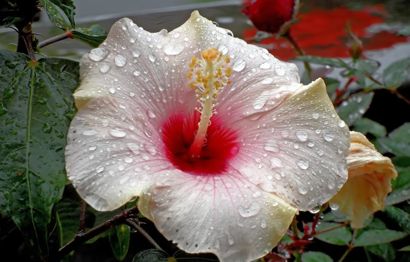 Photo wallpaper drops, flowers, water drops, hibiscus