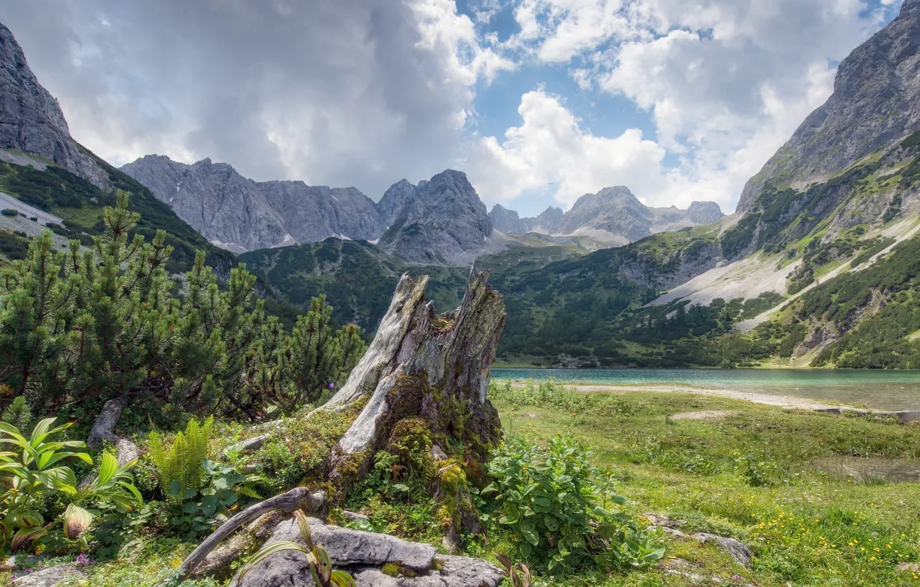 Photo wallpaper forest, mountains, nature, river, plant