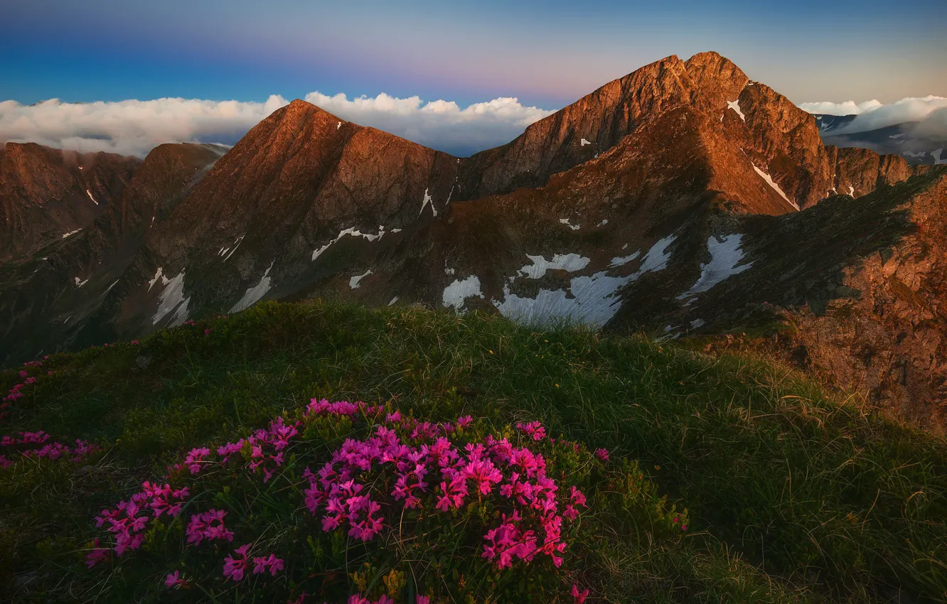 Photo wallpaper flowers, mountains, tops, pink, rocks, clouds, slope