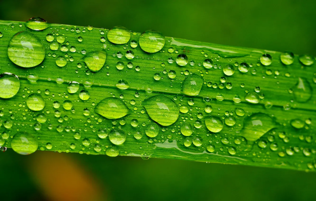 Photo wallpaper green, drops, leaf