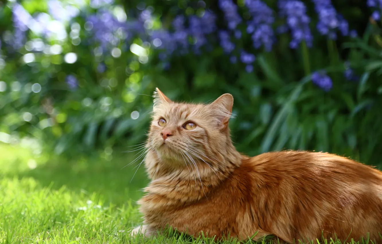 Photo wallpaper cat, grass, cat, flowers, fluffy, garden, red