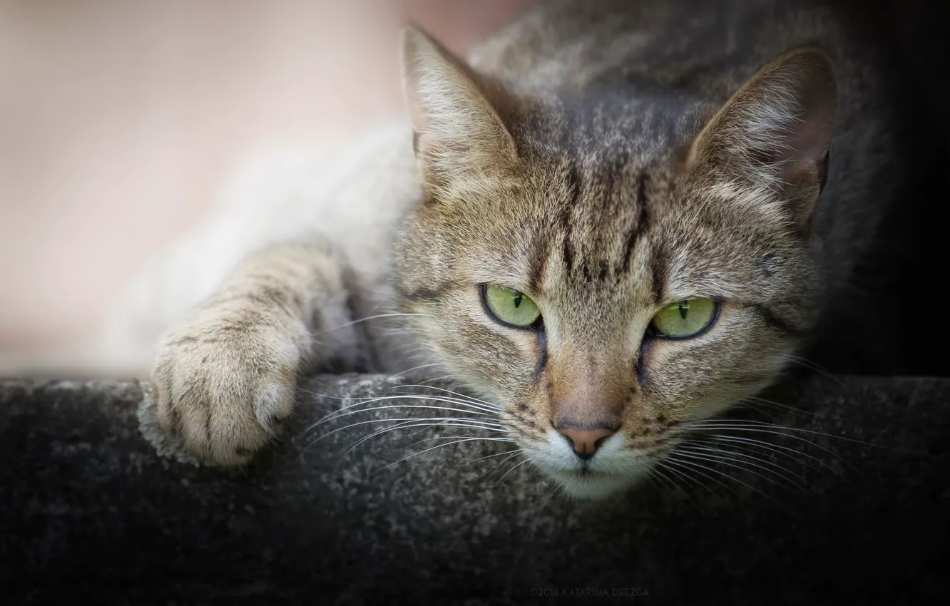 Photo wallpaper cat, look, muzzle, foot