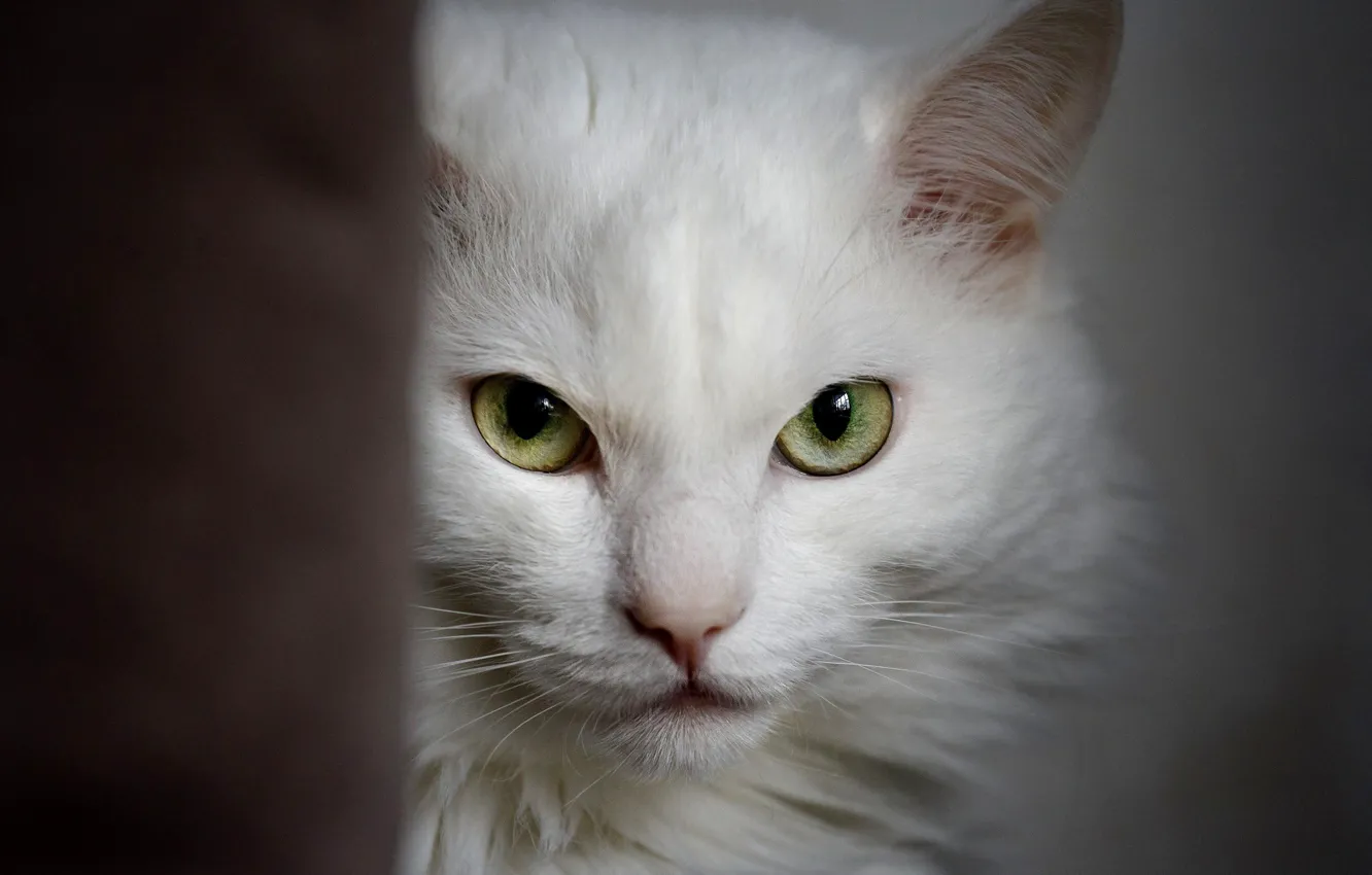 Photo wallpaper cat, white, Pensive cat, Angora