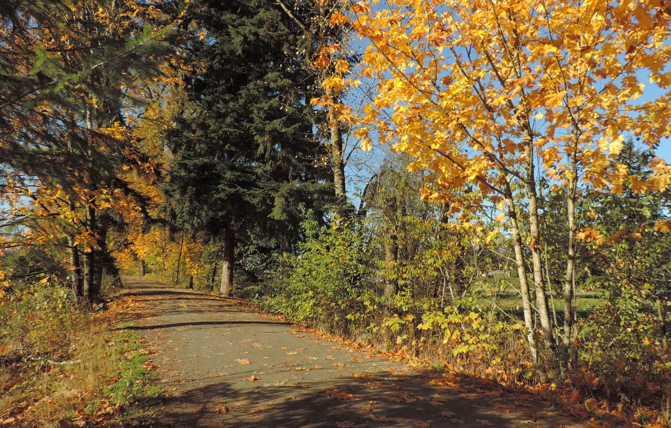 Photo wallpaper road, autumn, leaves, trees, road, trees, nature, autumn